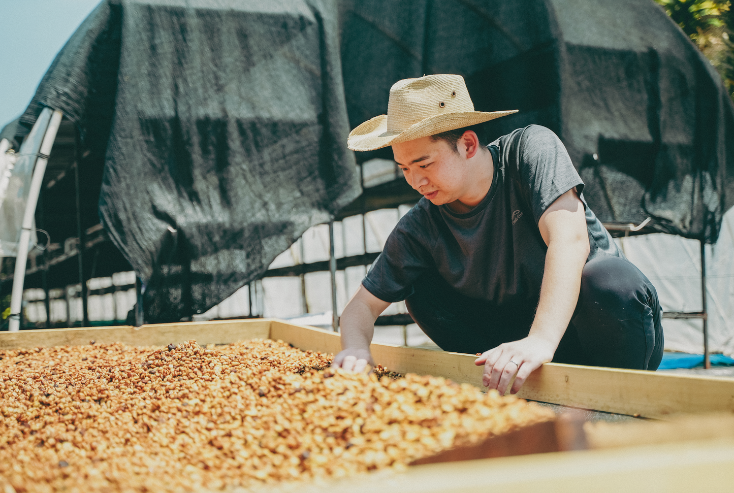 【生豆】 ATSUGI COFFEE FARM/Honey