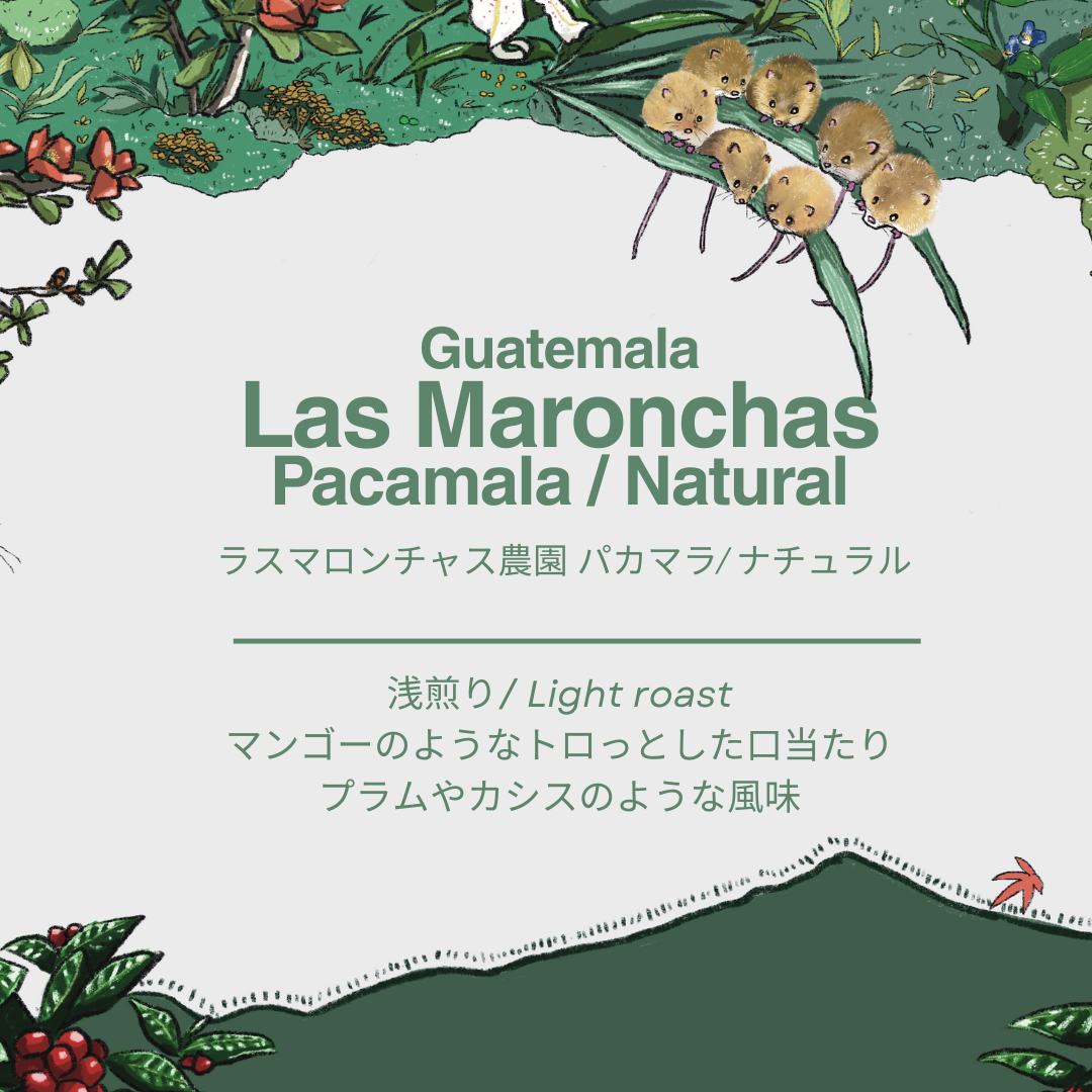 Las Maronchas/ Pacamara Natural