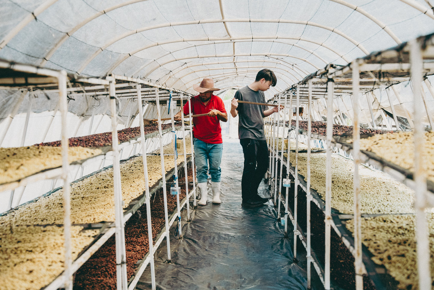 ATSUGI COFFEE FARM / Washed 浅煎り