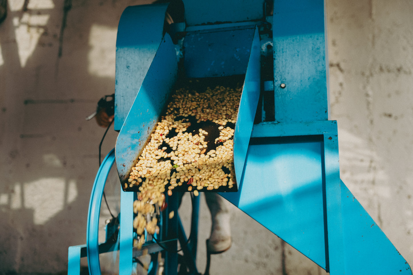 【生豆】 ATSUGI COFFEE FARM/Honey