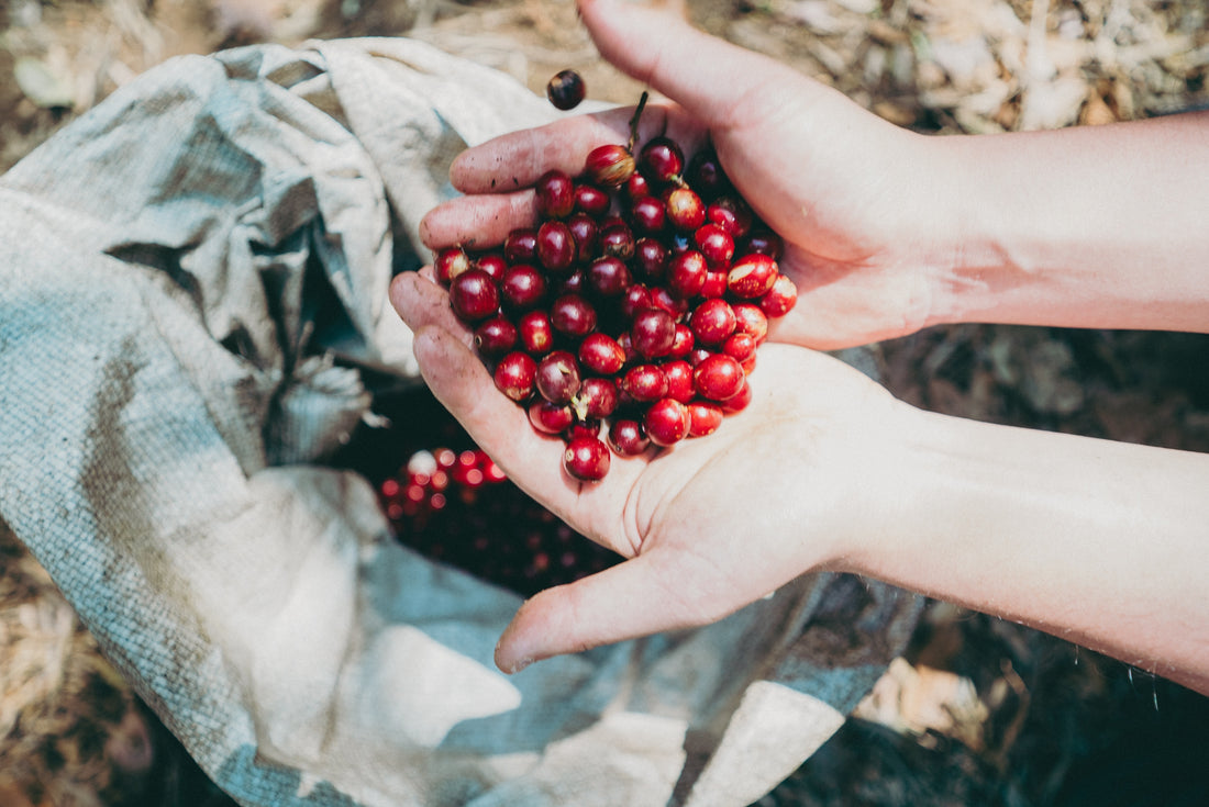 ATSUGI COFFEE FARMの生豆販売開始！公開できる範囲の情報を公開してみた