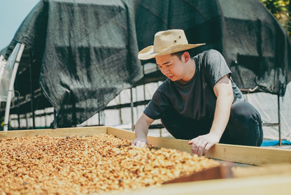 生豆 | ATSUGI COFFEE FARM